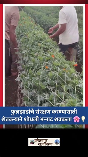 फुलांच्या झाडांचे नुकसान टाळण्यासाठी शेतकऱ्याची भन्नाट आयडिया! 😲🌸