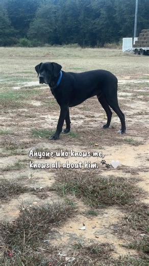 Meet My Handsome Rescue Dog: A Heartwarming Story