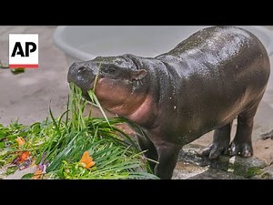 Baby pygmy hippo sensation Moo Deng celebrates first birthday
