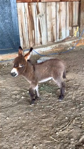 It’s a baby bray!📣 #honkhonk #heehaw #micromini #brayingdonkey #babyminidonkey #trainingmodel #hearmeroar | Double Donkey Ranch