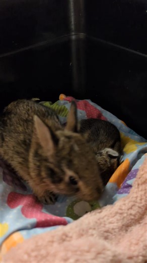 Older baby Cottontail grooming and providing comfort to a younger baby❤️ | DFW Wildcare