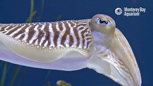 Common cuttlefish are anything but ordinary. "Cthulhu's hovercraft" seems a more apt descriptor. | Monterey Bay Aquarium
