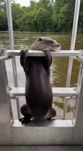Otter Escapes Alligator Jaws By INCHES on Amazon River!
