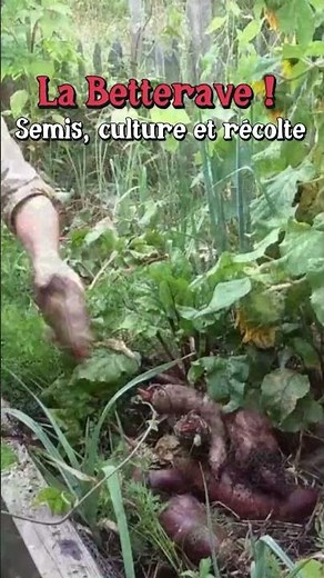 Beetroot: Sowing, growing and harvesting #vegetable garden