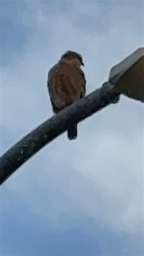 Red tail hawk #redtailedhawks