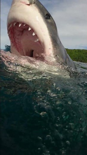 GoPro | Great White Shark Nearly Bites Camera 🎬 Mike Coots #Shorts #SharkWeek