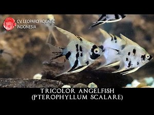 Pterophyllum scalare THE WONDERFUL TRICOLOR ANGELFISH. Leopard Aquatic Q008B