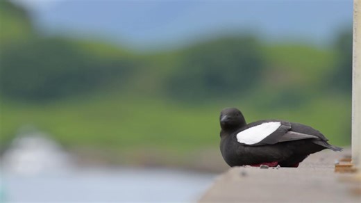 Black guillemots are a member of the auk family and can be found nesting in harbour walls or rocky areas along the coasts of the West of Scotland, Orkney, and Shetland. Enter your best pictures of black guillemots, or any of our other breeding seabird species, to our Scottish Seabird Photography Competition for a chance to win: a Bass Rock Landing Trip, Opticron vouchers, and more! Enter here: https://www.seabird.org/scottish-seabird-centre-25-years... 📽️©️Jamie McDermaid Thanks to Opticron for