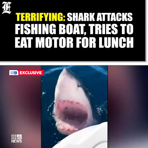 13K views · 57 reactions | A family in Australia had a terrifying day on the water when an estimated 14-foot great white shark began circling the boat. READ MORE: https://washex.am/3MmZl7A | Washington Examiner | Facebook