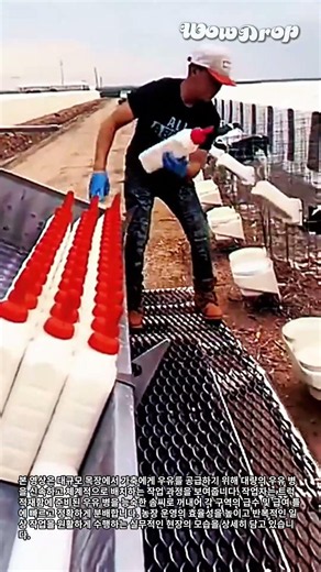 대규모 농장 운영을 위한 우유 병 체계적 공급 및 관리 작업 #worker #process #farming #livestock #management