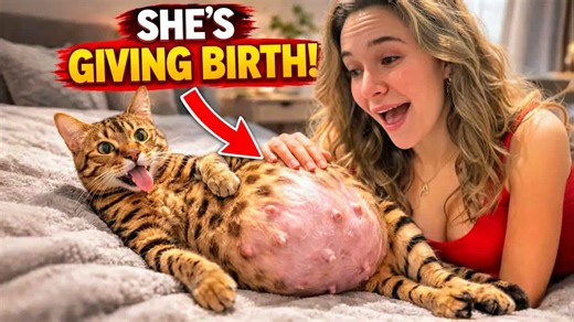 An exotic wildcat prepares for birth as quiet signs begin to appear