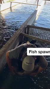 Educational! How to spawn a fish! We are Trained professionals. #fishtok #fishing #fisheggs #flyfishing | Henry Hawkins
