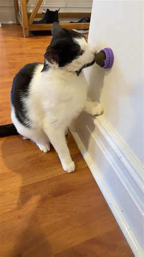 Cat getting high #cat #gettinghigh #cutecats