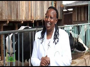 Started small now a successful dairy farmer |300 liters/day| - part 1