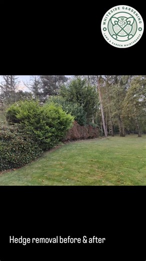 Hedge Removal in Progress  The Whiteside Gardening team has been...