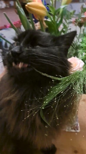 Loki de influencer - boskat test een bos bloemen