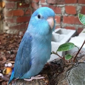 Parrotlet ~ Detailed Information | Photos | Videos