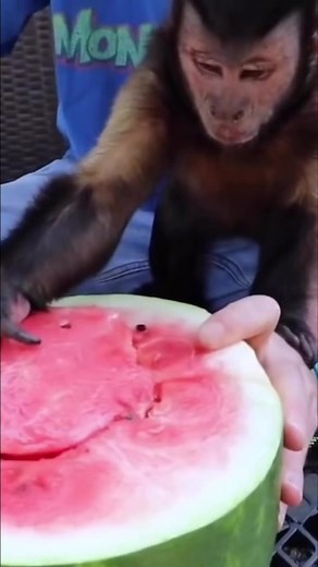 15K views · 988 reactions | Monkey LOVES watermelon #monkey #eating #snacks #watermelon #pets | MonkeyBoo | Facebook