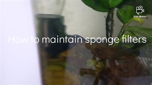 Everything you need to know about sponge filters #Spongefilters #filter #yourmum