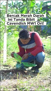 1.3K views · 544 reactions | Pernah lihat daun pisang merah-merah...