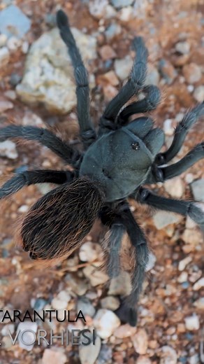 Tucson Bronze Tarantula in Its Natural Habitat