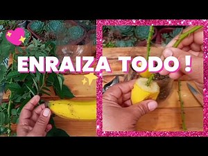 ENRAIZA CUALQUIER PLANTA RÁPIDO y FÁCIL con PLÁTANO o BANANO / Esto es una MARAVILLA!!