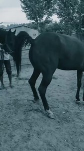 125K views · 562 reactions | #horsestory #ridinghorse #horsecare #horselover #horsebackriding #horsebreed #horsetraining #horseshow #horsemanship #horserescue #horseauction #horsetrader | Horse Story | Facebook