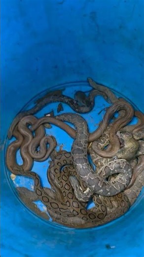 Common Sand Boa Snake #youtubeshorts #shortsvideo #trending