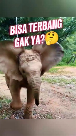 Anak Gajah Ini Berasa Bisa Terbang! 😂 #gajah #hewanlucu #faktaunik