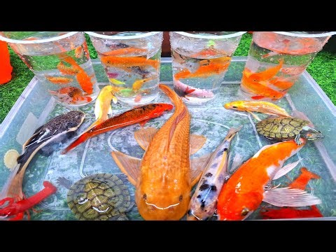 Unboxing ikan hias, ikan cupang, ikan mas koi, ikan guppy, ikan mas koki, ikan mas, ikan lele albino