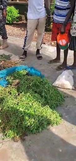 38K views · 2.6K reactions | CSP ALPHANZO ABDULAI FAMBULEH AREAS OF AMEST KAGBANTHAMA VILLAGE IN THE KASSEH CHIEFDOM PORT LOKO DISTRICT GBANKOH MOFORAY VILLAGE KASSEH CHIEFDOM PORT LOKO DISTRICT ARRESTED THREE SUSPECTES | I.B Blog Online TV | Facebook