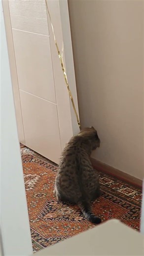 🪄🐝Maya The Cute and Curious Cat🪬Maya's daily routines🧸🍼 #arımaya 🐝🍯🌻 #cat #maya #cute #catvideos