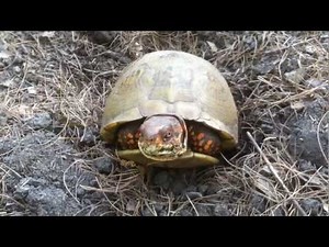 Shy Box Turtle Comes Out of Shell