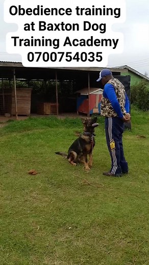 14K views · 249 reactions | #dogtrainingafrica #dogtrainingkenya #igpdogsport #dogtraining #dogtrainer #igpdog #workingdog | Baxton DOG Training Academy | Facebook