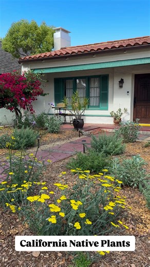 We planted California native plants in our front yard and they are absolutely thriving!!! These plants attract so many pollinators and are low maintenance/draught-tolerant. Our yard is still a work in progress- we want to add a few more blue or purple flowers - California lilacs, perhaps? Most of our starter plants were purchased from @theodorepayne (Not sponsored! Just love them!) #cubehousejungle #spanishhome #socal #californianativeplants #nativeplants #gardening #frontyard #plantlover #sage 