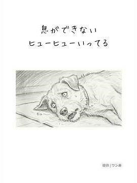 呼吸を合わせて。#犬の気持ち #ワン寿 #ワンジュ #pr