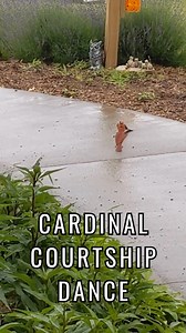 Cardinal Courtship Dance | I Love Flowers & Nature