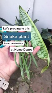 88K views · 845 reactions | Lets propagate this snake plant | Plantasy Hub | Facebook