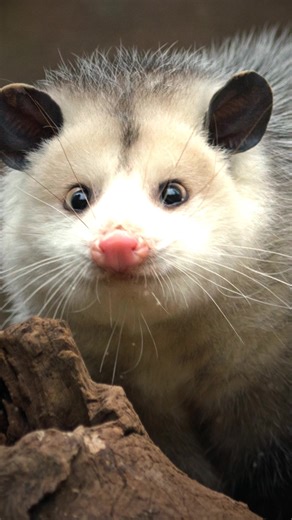 What's the difference between a possum and opossum | Bright Planet | Facebook