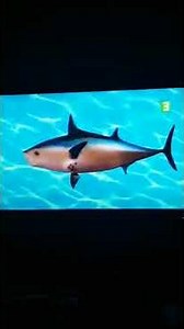 SpongeBob intro Arabic+title card