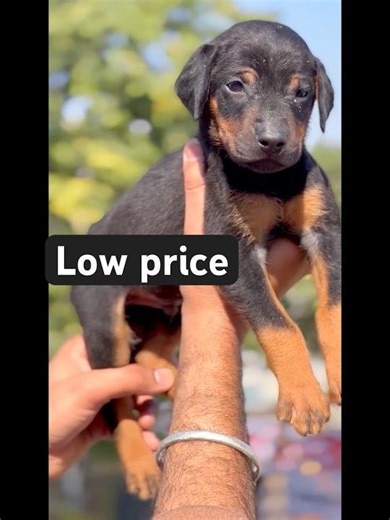 Doberman in Low Price 😳 #shorts #dog #doberman #shortsviral