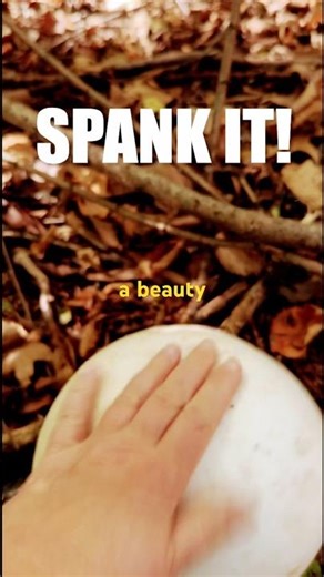 Puffball Mushroom | Spank it! #shorts, #mushroom, #foraging