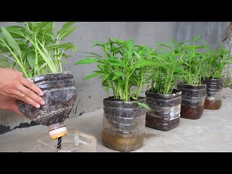 How to grow vegetable in plastic bottles for beginners | Growing vegetable with seeds