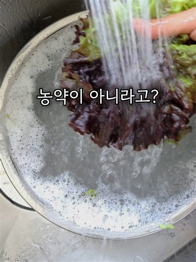 상추에서 거품 나는 진짜 이유 상추 씻을 때 샤워기 따뜻한 물에 씻으면 거품 나는거 아세요? 처음엔 농약인 줄 알고 여러번 헹궜는데 알고 보니 사포닌 때문이었대요 천연 계면활성제 성분이라 수압을 만나면 비누처럼 거품이 나는 거니 안심해도 된답니다. 예전에 상추가 잔류 농약 검출 빈도가 높다는 보도가 종종 있어서 채소 씻을 때 여간 신경 쓰이는 게 아니었는데요. 요즘은 농약 관리도 엄격해서 예전만큼 걱정 안해도 되지만, 그래도 미세먼지나 벌레는 꼼꼼히 씻어내야겠죠? #상추세척 #야채세척 #살림꿀팁 #주부꿀팁 #사포닌 #칼슘파우더 #야채탈수기 #상추농약 #농약제거