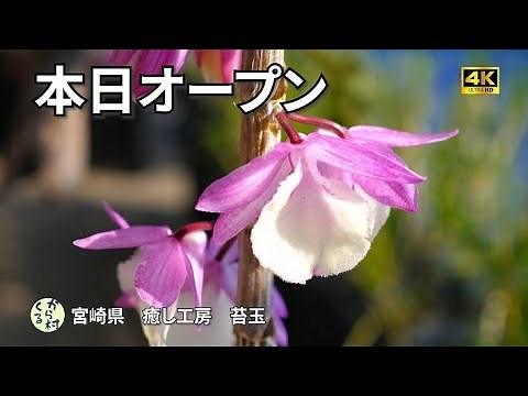【癒し工房 苔玉】本日オープン 2024/03月