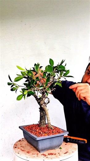 wiring and styling this Tigerbark Ficus Microcarpa #bonsai project 🌳🪾🌞