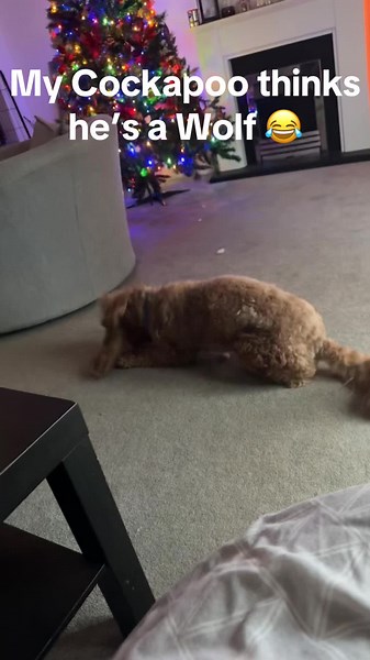 #cockapoo #dogsoftiktok #howling #wolf