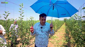 500K views · 7.4K reactions | SOS (Stoli Orchard System) me plant to plant aur row to row distance ka sahi gyaan hi successful orchard ki key hai. ✅ Jaaniye iske baare me proper aur useful jankari, jisse aap apne orchard ko aur behtar bana sakte ho.  #StoliOrchardSystem #OrchardPlanning #PlantSpacing #FruitFarming #AgricultureTips #FarmersKnowledge #AppleOrchard  | Jittu Chauhan Orchardist | Facebook