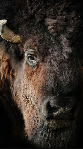 The american bison #bison #americanwildlife #americanbison #protectendangeredspecies #saveenvironment #worldwildlife #bbcearth #bbcwildlife #natgeowild #natgeo #nationalgeographic #natgeoindia #discoverearth #animalplanet #animalkingdom #animal #planetearth #GreenLungs #indianwildlifeofficial #wildanimals #wildindia #conservation #saynotopoaching #plasticfree | Vivek Mandya C