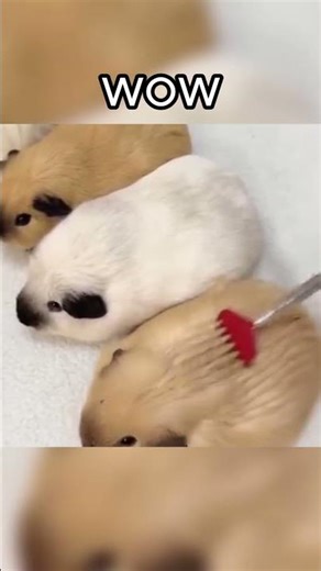 guinea pig sounds like an alien #funny #cute #animals